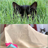 Sheer Fun Cat Toy- Sale! Ends 4/30/2025🐱🌸